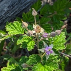 Rubus parvifolius (Native Raspberry) at Red Hill Nature Reserve - 3 Nov 2020 by JackyF