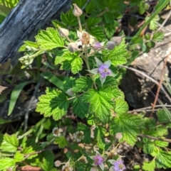 Rubus parvifolius at Red Hill, ACT - 3 Nov 2020