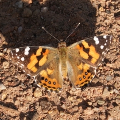 Vanessa kershawi (Australian Painted Lady) at Red Hill Nature Reserve - 3 Nov 2020 by JackyF