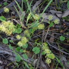 Hydrocotyle laxiflora (Stinking Pennywort) at Federal Golf Course - 3 Nov 2020 by JackyF