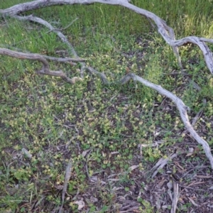 Hydrocotyle laxiflora at Hughes, ACT - 3 Nov 2020