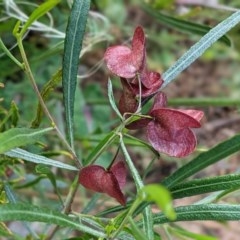 Dodonaea viscosa (Hop Bush) at Red Hill Nature Reserve - 3 Nov 2020 by JackyF