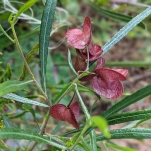 Dodonaea viscosa at Deakin, ACT - 3 Nov 2020