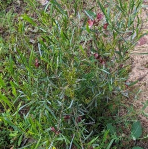 Dodonaea viscosa at Deakin, ACT - 3 Nov 2020