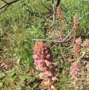 Orobanche minor at Ainslie, ACT - 1 Nov 2020