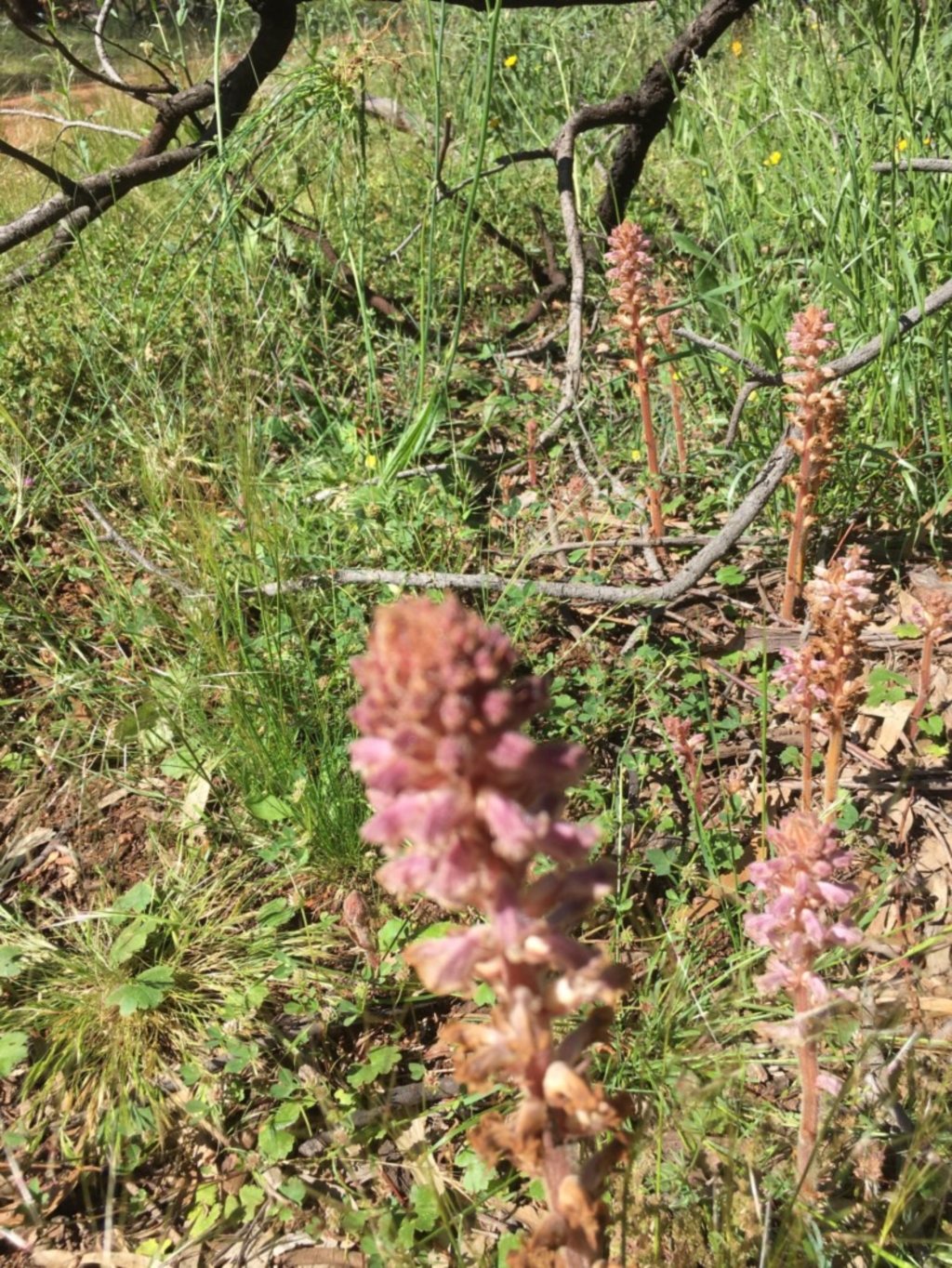 Orobanche minor at Ainslie, ACT - 1 Nov 2020