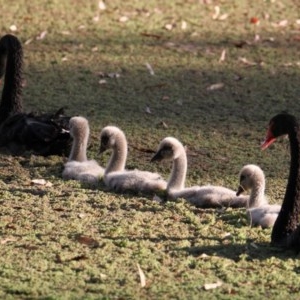 Cygnus atratus at Splitters Creek, NSW - 3 Nov 2020