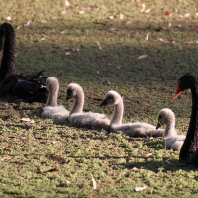 Cygnus atratus (Black Swan) at Albury - 3 Nov 2020 by PaulF