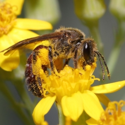 Lasioglossum (Parasphecodes) sp. (genus & subgenus) (Halictid bee) at Acton, ACT - 2 Nov 2020 by TimL
