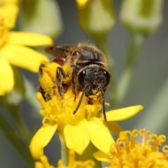 Lasioglossum (Parasphecodes) sp. (genus & subgenus) at Acton, ACT - 3 Nov 2020