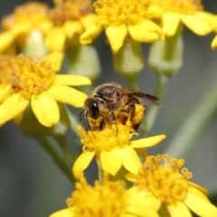 Lasioglossum (Parasphecodes) sp. (genus & subgenus) at Acton, ACT - 3 Nov 2020 10:52 AM