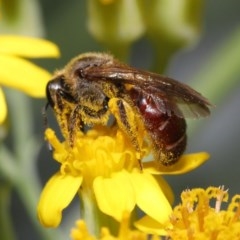 Lasioglossum (Parasphecodes) sp. (genus & subgenus) at Acton, ACT - 3 Nov 2020 10:52 AM