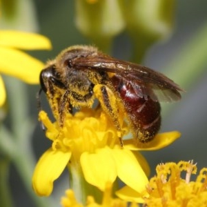 Lasioglossum (Parasphecodes) sp. (genus & subgenus) at Acton, ACT - 3 Nov 2020 10:52 AM