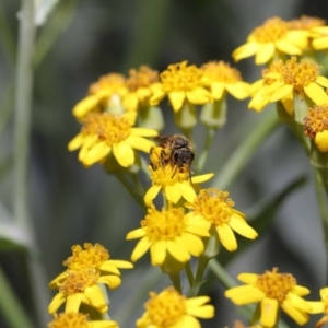 Lasioglossum (Parasphecodes) sp. (genus & subgenus) at Acton, ACT - 3 Nov 2020