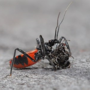 Reduviidae (family) at Downer, ACT - 3 Nov 2020