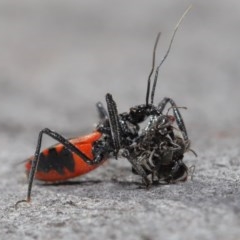 Reduviidae (family) (An assassin bug) at Downer, ACT - 2 Nov 2020 by TimL