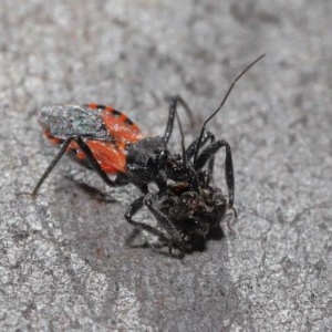 Reduviidae (family) at Downer, ACT - 3 Nov 2020