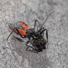 Reduviidae (family) at Downer, ACT - 3 Nov 2020