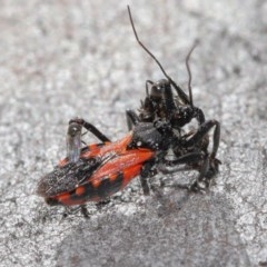 Reduviidae (family) at Downer, ACT - 3 Nov 2020