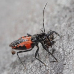 Reduviidae (family) at Downer, ACT - 3 Nov 2020