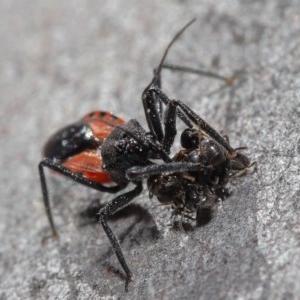 Reduviidae (family) at Downer, ACT - 3 Nov 2020