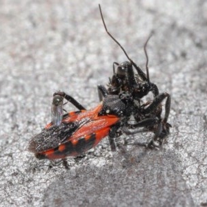 Milichiidae (family) at Downer, ACT - 3 Nov 2020