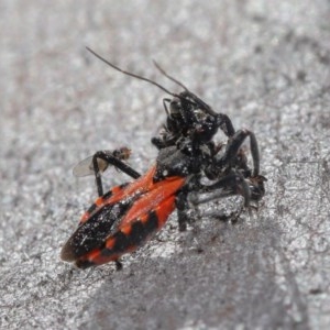 Milichiidae (family) at Downer, ACT - 3 Nov 2020