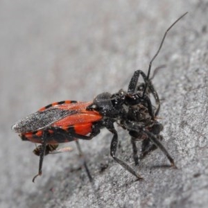 Milichiidae (family) at Downer, ACT - 3 Nov 2020