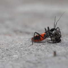 Milichiidae (family) at Downer, ACT - 3 Nov 2020