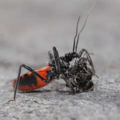 Milichiidae (family) at Downer, ACT - 3 Nov 2020