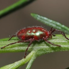 Rainbowia sp. (genus) (A mite) at Acton, ACT - 3 Nov 2020 by TimL