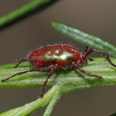 Rainbowia sp. (genus) (A mite) at Acton, ACT - 2 Nov 2020 by TimL