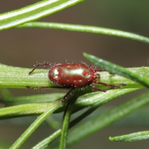 Rainbowia sp. (genus) at Acton, ACT - 3 Nov 2020