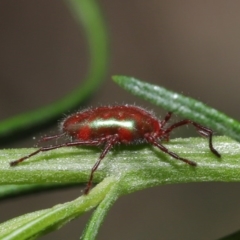 Rainbowia sp. (genus) at Acton, ACT - 3 Nov 2020