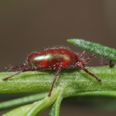 Rainbowia sp. (genus) at Acton, ACT - 3 Nov 2020