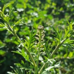 Lepidium bonariense (Argentine Peppercress) at Wambrook, NSW - 3 Nov 2020 by Mike