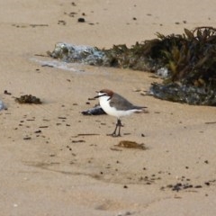 Anarhynchus ruficapillus (Red-capped Plover) at Bournda, NSW - 28 Oct 2020 by RossMannell