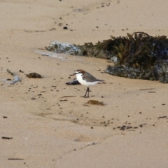 Anarhynchus ruficapillus at Bournda, NSW - 28 Oct 2020