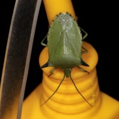 Biprorulus bibax (Spined citrus bug) at Melba, ACT - 3 Nov 2020 by kasiaaus
