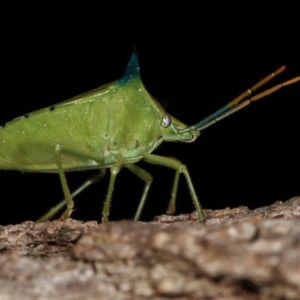 Biprorulus bibax at Melba, ACT - 3 Nov 2020 11:05 PM