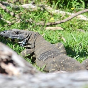 Varanus varius at Bournda, NSW - suppressed