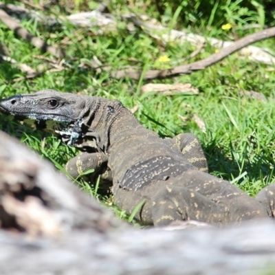 Varanus varius (Lace Monitor) at Bournda, NSW - 2 Nov 2020 by RossMannell