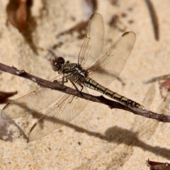 Orthetrum caledonicum (Blue Skimmer) at Bournda, NSW - 30 Oct 2020 by RossMannell