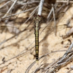 Orthetrum caledonicum at Bournda Environment Education Centre - 30 Oct 2020