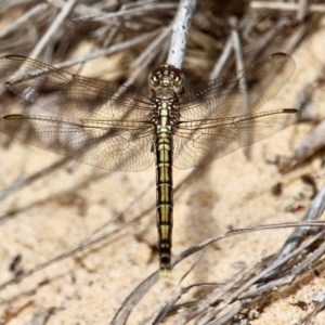 Orthetrum caledonicum at Bournda Environment Education Centre - 30 Oct 2020 01:29 PM