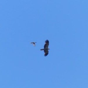 Philemon corniculatus at Bega, NSW - 3 Nov 2020