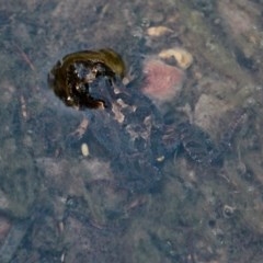 Crinia signifera at Bournda Environment Education Centre - 2 Nov 2020 by RossMannell