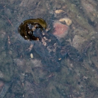 Unidentified Frog at Bournda, NSW - 2 Nov 2020 by RossMannell