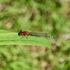 Xanthagrion erythroneurum (Red & Blue Damsel) at Bournda Environment Education Centre - 2 Nov 2020 by RossMannell