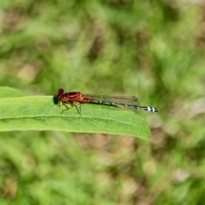 Xanthagrion erythroneurum at Bournda, NSW - 2 Nov 2020